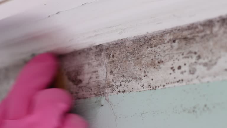 Environmental Consulting for Mold Prevention in Richmond, VA